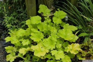 Heuchera Citronelle                